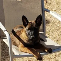 Dutchess of Green, a female Belgian Malinois and Dutch Shepherd for sale in Easley, SC – Photo 6 of 7