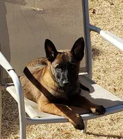 Dutchess of Green, a female Belgian Malinois and Dutch Shepherd for sale in Easley, SC – Photo 6 of 7