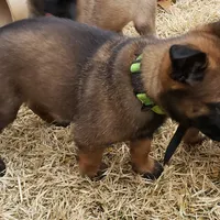 Dutchess of Green, a female Belgian Malinois and Dutch Shepherd for sale in Easley, SC – Photo 2 of 7
