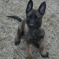 Dutchess of Green, a female Belgian Malinois and Dutch Shepherd for sale in Easley, SC – Photo 3 of 7