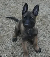 Dutchess of Green, a female Belgian Malinois and Dutch Shepherd for sale in Easley, SC – Photo 3 of 7