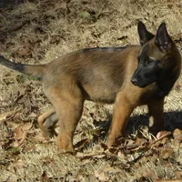 Dutchess of Green, a female Belgian Malinois and Dutch Shepherd for sale in Easley, SC – Photo 7 of 7