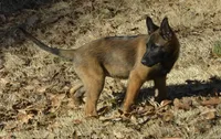 Dutchess of Green, a female Belgian Malinois and Dutch Shepherd for sale in Easley, SC – Photo 7 of 7