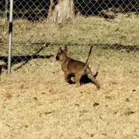 Dutchess of Green, a female Belgian Malinois and Dutch Shepherd for sale in Easley, SC – Photo 5 of 7