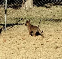 Dutchess of Green, a female Belgian Malinois and Dutch Shepherd for sale in Easley, SC – Photo 5 of 7