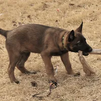 Dutchess of Green, a female Belgian Malinois and Dutch Shepherd for sale in Easley, SC – Photo 4 of 7