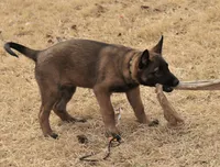 Dutchess of Green, a female Belgian Malinois and Dutch Shepherd for sale in Easley, SC – Photo 4 of 7