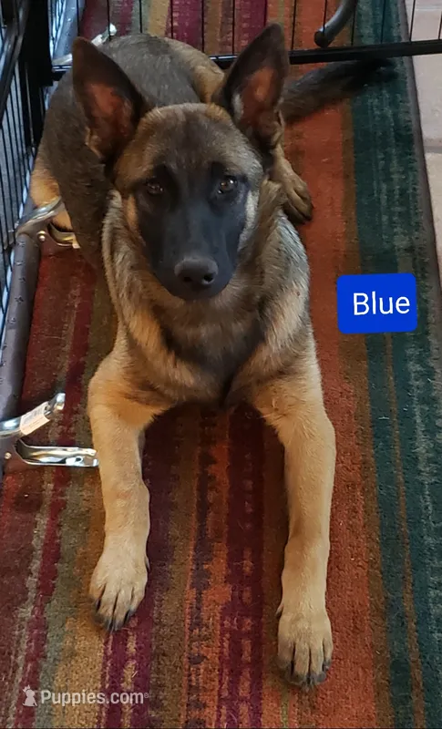 Dutchess of Blue – Belgian Malinois, Dutch Shepherd puppy for sale in Greenville, SC