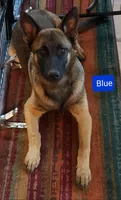 Dutchess of Blue, a female Belgian Malinois and Dutch Shepherd for sale in Greenville, SC – 2 of 8