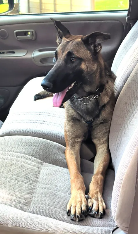 Dutchess of Purple – Belgian Malinois, Dutch Shepherd puppy for sale in Greenville, SC