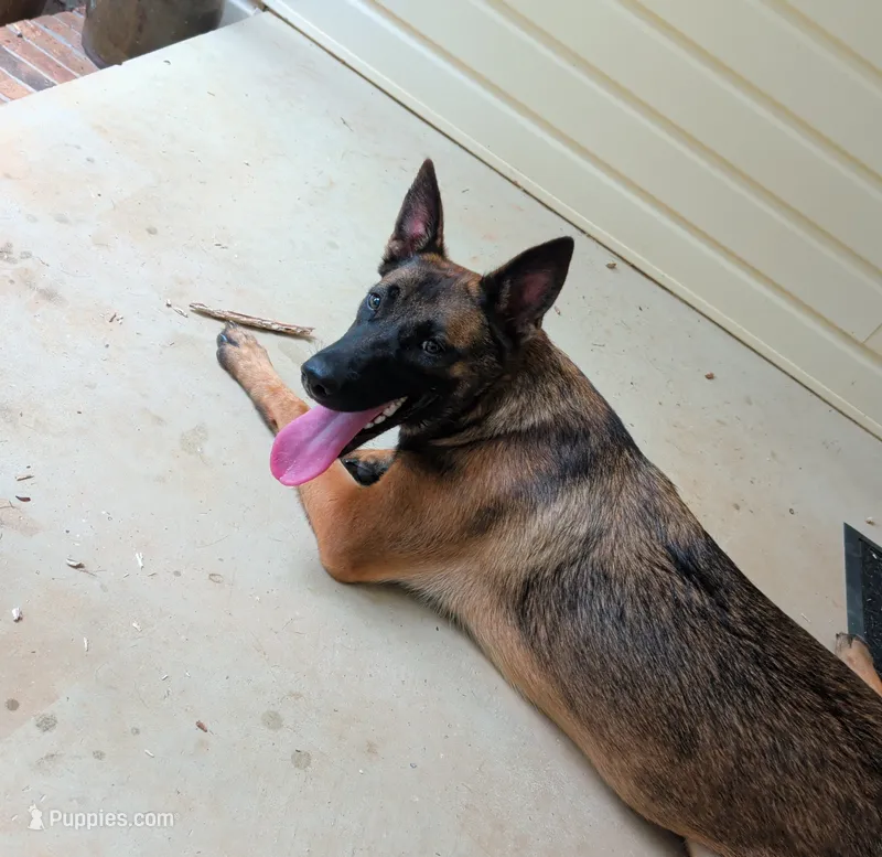 Dutchess of Blue – Belgian Malinois, Dutch Shepherd puppy for sale in Greenville, SC