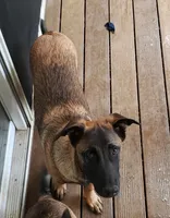 Duke of Black, a male Belgian Malinois and Dutch Shepherd for sale in Easley, SC – Photo 3 of 3