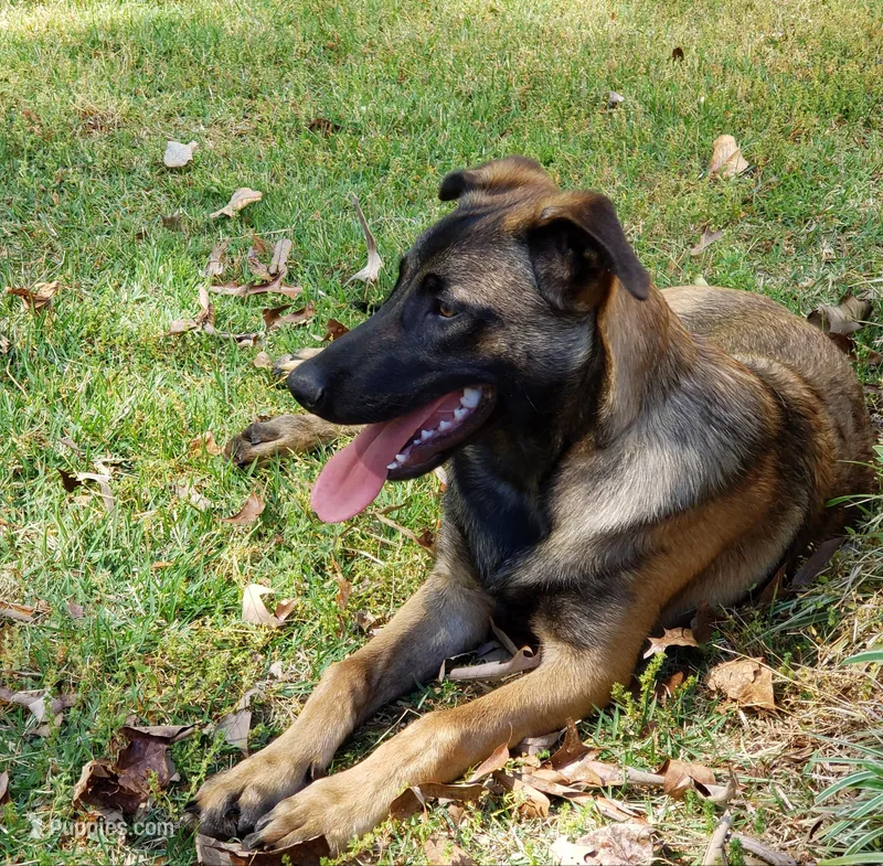 Duke of Black – Belgian Malinois, Dutch Shepherd puppy for sale in Greenville, SC
