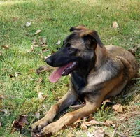 Duke of Black, a male Belgian Malinois and Dutch Shepherd for sale in Greenville, SC – Photo 2 of 9