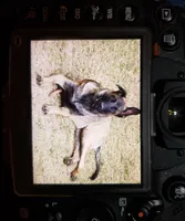 Duke of Black, a male Belgian Malinois and Dutch Shepherd for sale in Easley, SC – Photo 4 of 6
