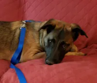 Duke of Black, a male Belgian Malinois and Dutch Shepherd for sale in Easley, SC – Photo 5 of 6