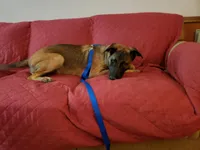 Duke of Black, a male Belgian Malinois and Dutch Shepherd for sale in Easley, SC – Photo 6 of 6