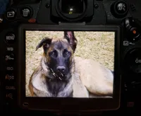 Duke of Black, a male Belgian Malinois and Dutch Shepherd for sale in Easley, SC – Photo 3 of 6