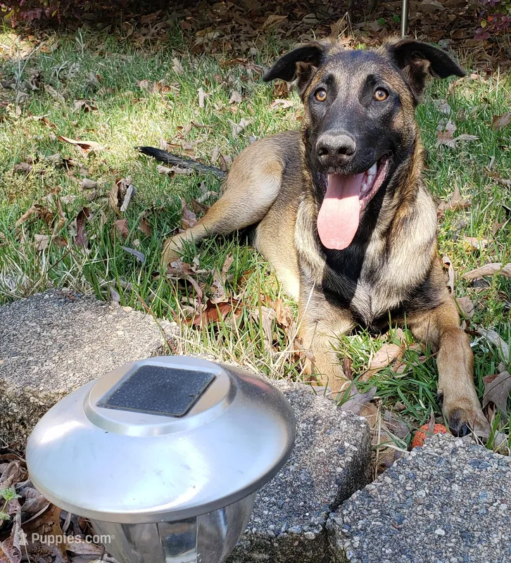 Duke of Black – Belgian Malinois, Dutch Shepherd puppy for sale in Greenville, SC