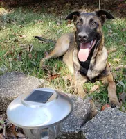 Duke of Black, a male Belgian Malinois and Dutch Shepherd for sale in Greenville, SC – Photo 1 of 9