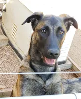 Duke of Black, a male Belgian Malinois and Dutch Shepherd for sale in Greenville, SC – Photo 3 of 9