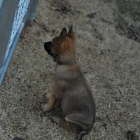 Duke of Black, a male Belgian Malinois and Dutch Shepherd for sale in Easley, SC – Photo 1 of 3