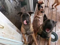 Duke of Black, a male Belgian Malinois and Dutch Shepherd for sale in Easley, SC – Photo 2 of 3