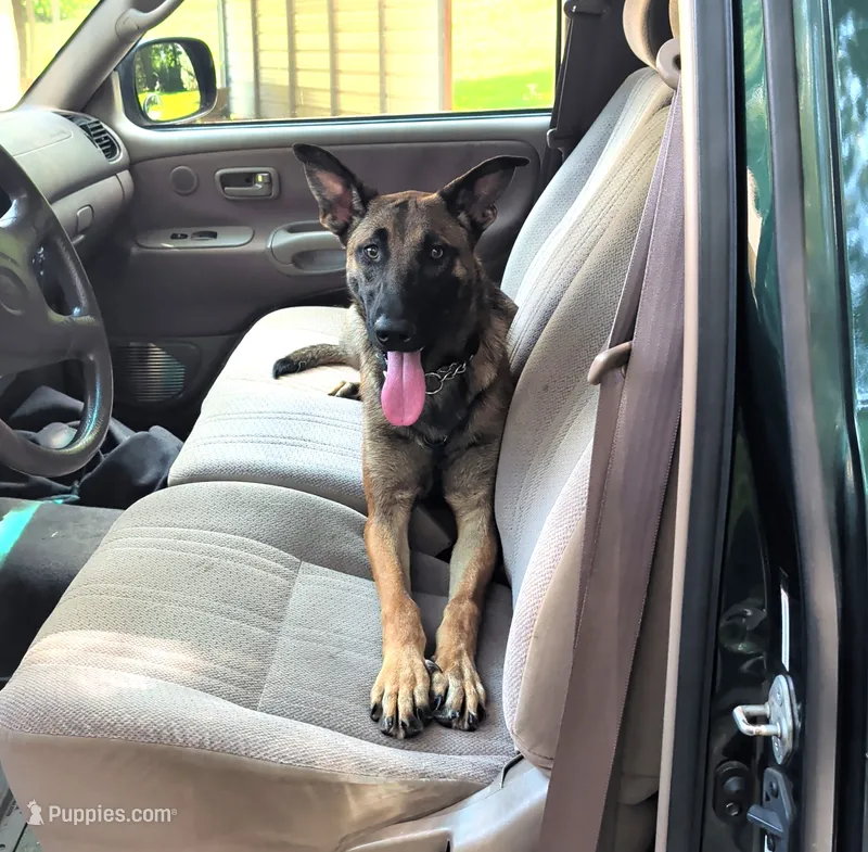 Dutchess of Purple – Belgian Malinois, Dutch Shepherd puppy for sale in Greenville, SC