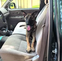 Dutchess of Purple, a female Belgian Malinois and Dutch Shepherd for sale in Greenville, SC – 1 of 9