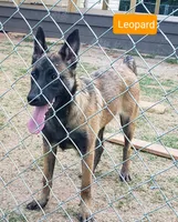 Dutchess of Leopard (Brown), a female Belgian Malinois and Dutch Shepherd for sale in Greenville, SC – 2 of 9