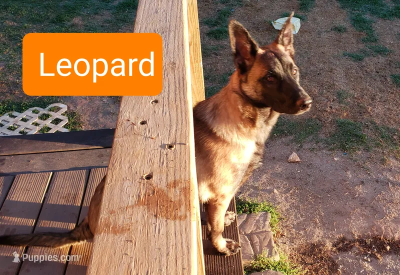 Dutchess of Leopard (Brown) – Belgian Malinois, Dutch Shepherd puppy for sale in Greenville, SC