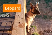 Dutchess of Leopard (Brown), a female Belgian Malinois and Dutch Shepherd for sale in Greenville, SC – 1 of 9