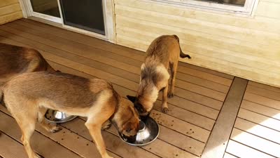 Dutchess of Purple, a female Belgian Malinois and Dutch Shepherd for sale in Greenville, SC – 5 of 8