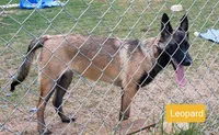 Dutchess of Leopard (Brown), a female Belgian Malinois and Dutch Shepherd for sale in Greenville, SC – 5 of 9