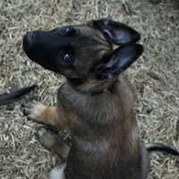 Duke of Gray, a male Belgian Malinois and Dutch Shepherd for sale in Easley, SC – Photo 2 of 9