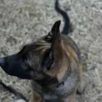 Duke of Gray, a male Belgian Malinois and Dutch Shepherd for sale in Easley, SC – Photo 3 of 9