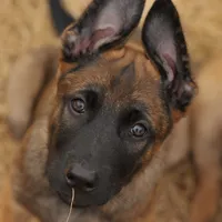 Duke of Gray, a male Belgian Malinois and Dutch Shepherd for sale in Easley, SC – Photo 5 of 9