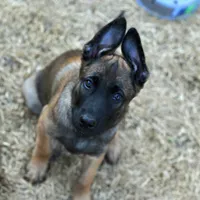 Duke of Gray, a male Belgian Malinois and Dutch Shepherd for sale in Easley, SC – Photo 7 of 9