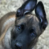 Duke of Gray, a male Belgian Malinois and Dutch Shepherd for sale in Easley, SC – Photo 6 of 9