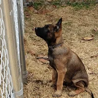 Duke of Gray, a male Belgian Malinois and Dutch Shepherd for sale in Easley, SC – Photo 1 of 9