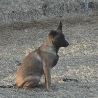 Duke of Gray, a male Belgian Malinois and Dutch Shepherd for sale in Easley, SC – Photo 9 of 9