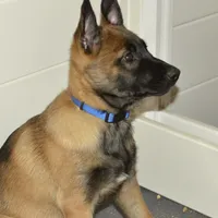 Dutchess of Blue, a female Belgian Malinois and Dutch Shepherd for sale in Easley, SC – Photo 2 of 2