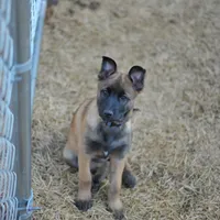 Dutchess of Blue, a female Belgian Malinois and Dutch Shepherd for sale in Easley, SC – Photo 1 of 2