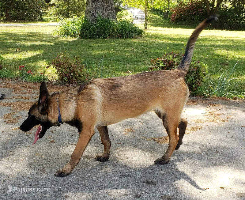 Dutchess of Blue – Belgian Malinois, Dutch Shepherd puppy for sale in Easley, SC