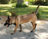 Dutchess of Blue, a female Belgian Malinois and Dutch Shepherd for sale in Greenville, SC – Photo 1 of 5
