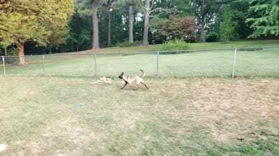 Dutchess of Purple, a female Belgian Malinois and Dutch Shepherd for sale in Greenville, SC – 4 of 8
