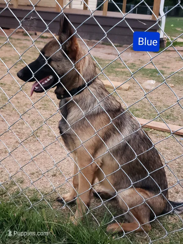 Dutchess of Blue – Belgian Malinois, Dutch Shepherd puppy for sale in Greenville, SC