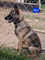 Dutchess of Blue, a female Belgian Malinois and Dutch Shepherd for sale in Greenville, SC – 1 of 8