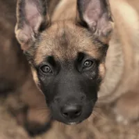 Dutchess of Orange, a female Belgian Malinois and Dutch Shepherd for sale in Easley, SC – Photo 1 of 7