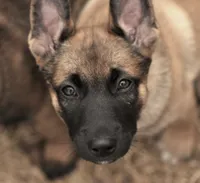 processed/2f2943d3-bac2-4032-8e9f-c86b580c83fe/listing/dde5e2a1-b156-4acb-be40-84cb0960e548/323d3ba4-f361-4f0d-a026-75c232d362b1